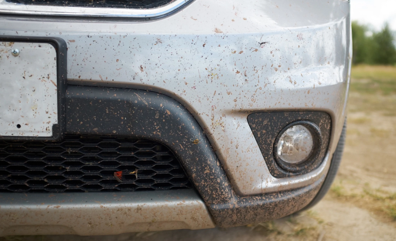 Муха не сидела: спасаем лак от налетов насекомых