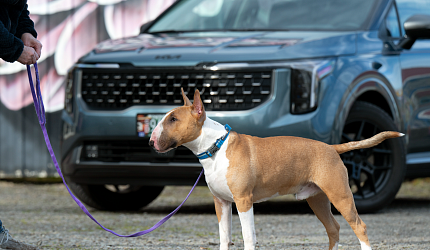 J.D. Power: хвостатые пассажиры качают китайский автопром