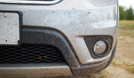 Муха не сидела: спасаем лак от налетов насекомых